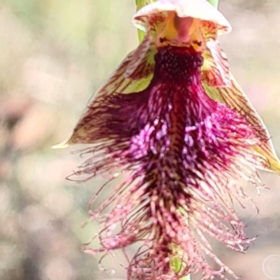 Calochilus platychilus (Purple Beard Orchid) at Cuumbeun Nature Reserve - 6 Nov 2022 by roachie