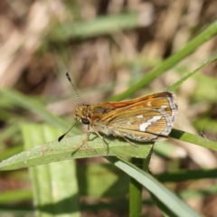 Taractrocera papyria (White-banded Grass-dart) at Dryandra St Woodland - 6 Nov 2022 by ConBoekel