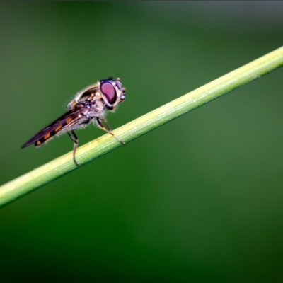 Melangyna viridiceps (Hover fly) at Holt, ACT - 6 Nov 2022 by Margo