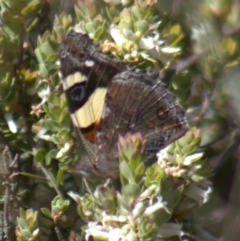 Vanessa itea at Gundaroo, NSW - 6 Nov 2022