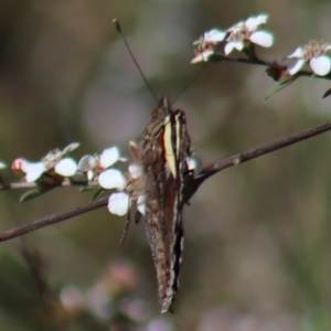 Vanessa itea at Gundaroo, NSW - 6 Nov 2022