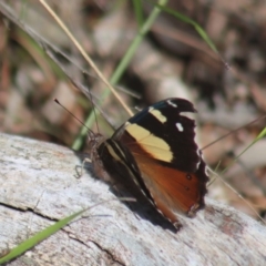 Vanessa itea at Gundaroo, NSW - 6 Nov 2022