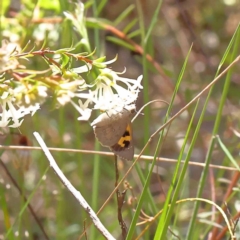 Trapezites phigalia (Heath Ochre) at Dryandra St Woodland - 6 Nov 2022 by ConBoekel