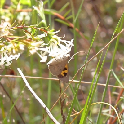 Trapezites phigalia (Heath Ochre) at O'Connor, ACT - 6 Nov 2022 by ConBoekel