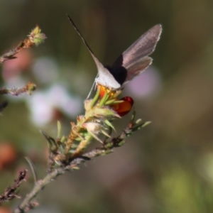 Erina hyacinthina at Gundaroo, NSW - 6 Nov 2022 09:15 AM