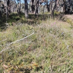 Erina hyacinthina at Gundaroo, NSW - 6 Nov 2022 09:15 AM