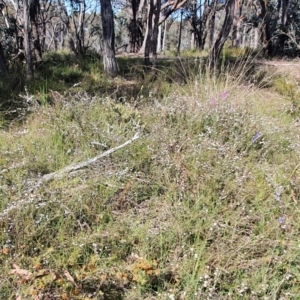 Erina hyacinthina at Gundaroo, NSW - 6 Nov 2022