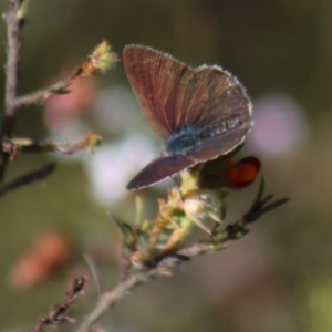 Erina hyacinthina at Gundaroo, NSW - 6 Nov 2022 09:15 AM