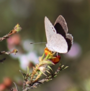 Erina hyacinthina at Gundaroo, NSW - 6 Nov 2022