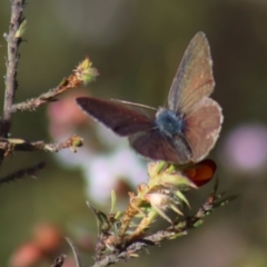 Erina hyacinthina at Gundaroo, NSW - 6 Nov 2022