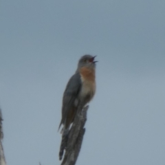 Cacomantis flabelliformis (Fan-tailed Cuckoo) at Namadgi National Park - 6 Nov 2022 by jmcleod