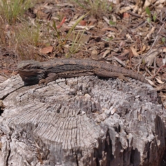 Pogona barbata (Eastern Bearded Dragon) at Dryandra St Woodland - 6 Nov 2022 by ConBoekel