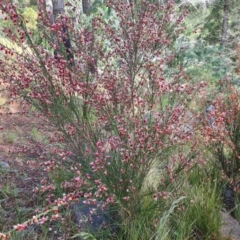 Cytisus scoparius subsp. scoparius at Isaacs, ACT - 6 Nov 2022