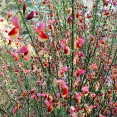 Cytisus scoparius subsp. scoparius at Isaacs, ACT - 6 Nov 2022