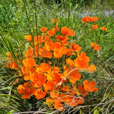 Eschscholzia californica (California Poppy) at Isaacs Ridge and Nearby - 6 Nov 2022 by Mike