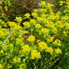 Euphorbia oblongata (Egg-leaf Spurge) at Isaacs, ACT - 6 Nov 2022 by Mike