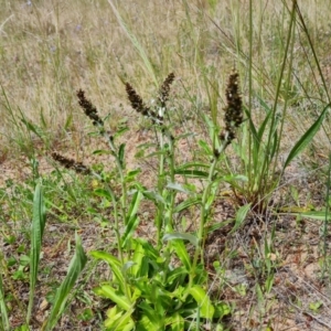 Gamochaeta impatiens at Isaacs Ridge and Nearby - 6 Nov 2022 02:50 PM