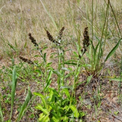 Gamochaeta impatiens (A cudweed) at Isaacs Ridge and Nearby - 6 Nov 2022 by Mike