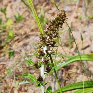 Gamochaeta impatiens at Isaacs Ridge and Nearby - 6 Nov 2022 02:50 PM