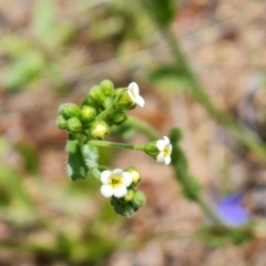 Hackelia suaveolens (Sweet Hounds Tongue) at Isaacs, ACT - 6 Nov 2022 by Mike