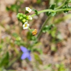 Hackelia suaveolens at Isaacs, ACT - 6 Nov 2022