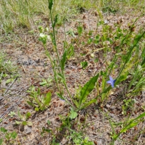 Hackelia suaveolens at Isaacs, ACT - 6 Nov 2022