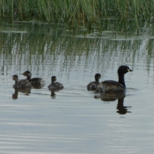 Tachybaptus novaehollandiae at Symonston, ACT - 5 Nov 2022