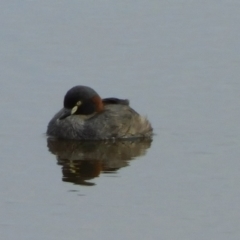 Tachybaptus novaehollandiae at Symonston, ACT - 5 Nov 2022