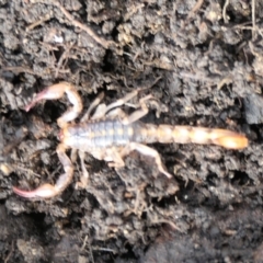 Cercophonius squama (Wood Scorpion) at Cotter River, ACT - 6 Nov 2022 by jmcleod
