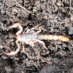 Cercophonius squama (Wood Scorpion) at Cotter River, ACT - 5 Nov 2022 by jmcleod