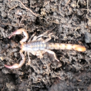 Cercophonius squama at Cotter River, ACT - 6 Nov 2022 10:19 AM