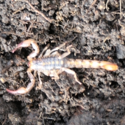 Cercophonius squama (Wood Scorpion) at Cotter River, ACT - 5 Nov 2022 by jmcleod