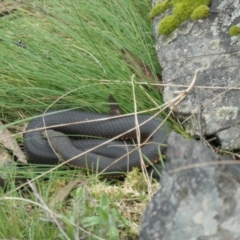 Austrelaps ramsayi (Highlands Copperhead) at Namadgi National Park - 5 Nov 2022 by jmcleod