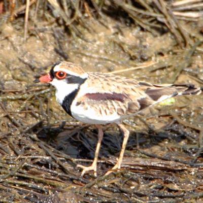 Charadrius melanops (Black-fronted Dotterel) at Throsby, ACT - 5 Nov 2022 by davobj