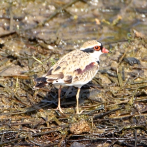 Charadrius melanops at Throsby, ACT - 6 Nov 2022