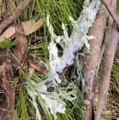 Mucilago crustacea (Dog Sick Slime Mould) at Bondo State Forest - 5 Nov 2022 by dgb900