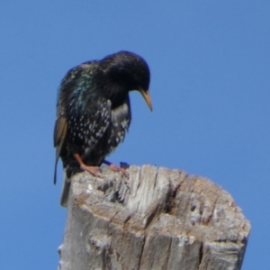 Sturnus vulgaris at Queanbeyan West, NSW - 6 Nov 2022 07:47 AM