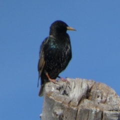 Sturnus vulgaris at Queanbeyan West, NSW - 6 Nov 2022 07:47 AM