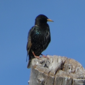 Sturnus vulgaris at Queanbeyan West, NSW - 6 Nov 2022