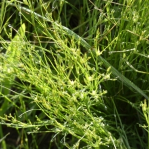 Juncus bufonius at Queanbeyan West, NSW - 6 Nov 2022 07:50 AM