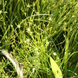 Juncus bufonius at Queanbeyan West, NSW - 6 Nov 2022 07:50 AM