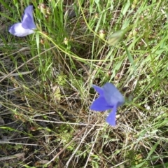 Wahlenbergia stricta subsp. stricta (Tall Bluebell) at Queanbeyan West, NSW - 6 Nov 2022 by Paul4K