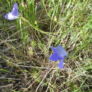 Wahlenbergia stricta subsp. stricta at Queanbeyan West, NSW - 6 Nov 2022