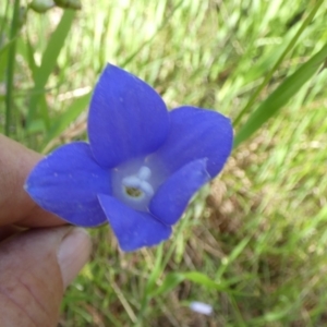 Wahlenbergia stricta subsp. stricta at Queanbeyan West, NSW - 6 Nov 2022 08:02 AM