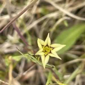 Sisyrinchium rosulatum at Collector, NSW - 6 Nov 2022