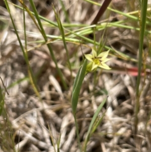 Sisyrinchium rosulatum at Collector, NSW - 6 Nov 2022 01:06 PM