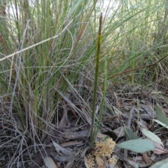 Lomandra multiflora (Many-flowered Matrush) at Queanbeyan West, NSW - 5 Nov 2022 by Paul4K