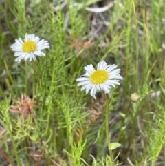 Calotis anthemoides at Collector, NSW - 6 Nov 2022 01:28 PM