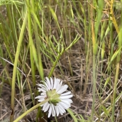 Calotis anthemoides at Collector, NSW - 6 Nov 2022