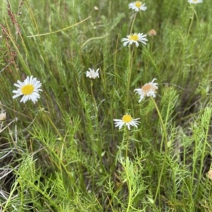 Calotis anthemoides at Collector, NSW - 6 Nov 2022